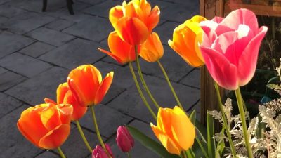 Yellow and pink tulips